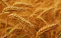 Пшеница фуражная, влажная