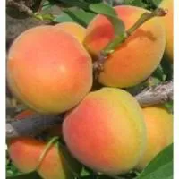 Абрикос в башкирии сорта. Сарсад голубевых каталог. Сарсад голубевых каталог. Питомник голубевых. Сарсад голубевых каталог.